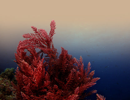 Aquamin F® prášok z rias, prírodný vápnikový komplex