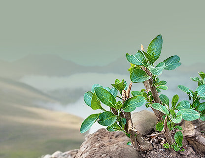 Naozaj výnimočná rastlina