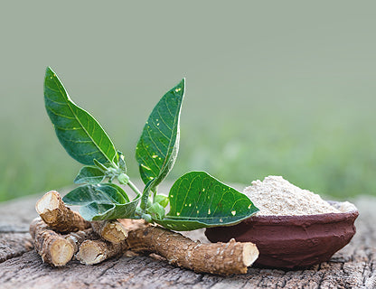 Využitie koreňa a listu