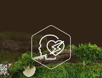 Koenzým Q10, motor buniek