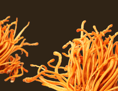 Cordyceps, energia vrcholov