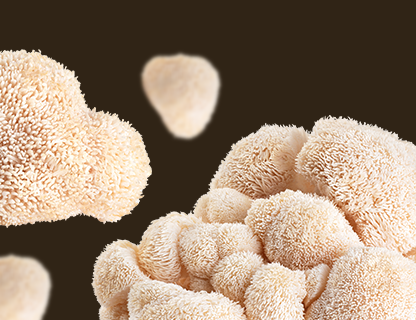 Lion’s Mane, vzácnosť mentálnej sviežosti