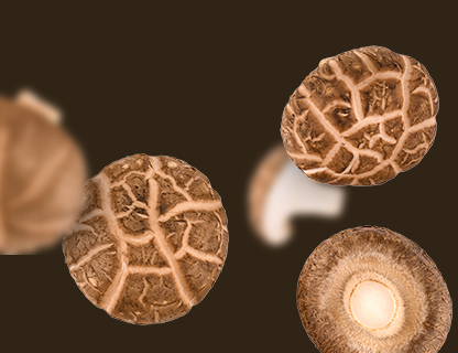 Shiitake, šľachtic Ďalekého východu