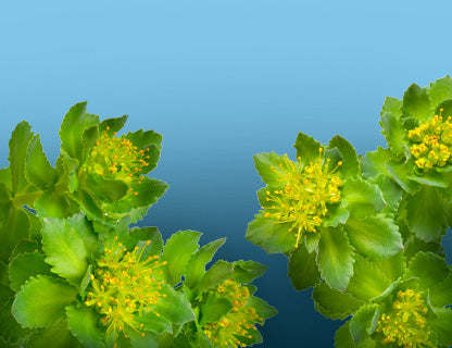 Podľa tradície rastlina sústredenia a prítomnosti