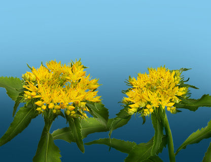 Prečo ju nazývajú „zlatý koreň“?